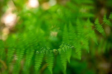 Dryopteris filix-mas flower growing in forest