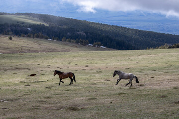 Blood bay and bay roan wild horses galloping in the Pryor Mountains in Wyoming United States