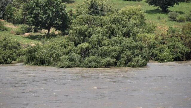 Turbid flooding river water submerges green trees along shoreline