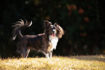 Obraz premium 芝の上を歩くチワックスの犬