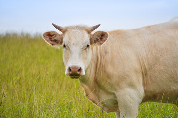 Fototapeta na wymiar Cattle cow animals in a green meadow