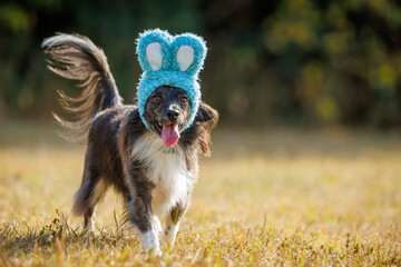 緑の中でうさぎの帽子をかぶったチワックスの犬