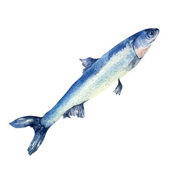 Single anchovy watercolor illustration isolated on white background.