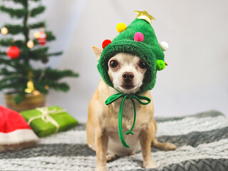 brown  short hair Chihuahua dog wearing Christmas tree  hat sitting and looking at camera with  green gift boxes and Christmas tree  on white background.