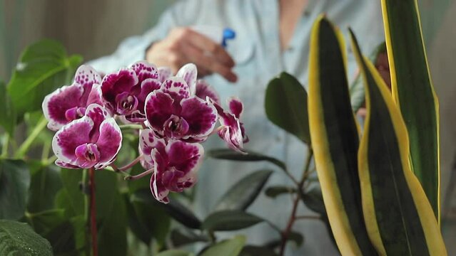 caring for home flowers and plants, a woman waters, moisturizes and wipes the leaves of green plants, a home garden. orchids and flowering plants, European woman specialist in cultivation and