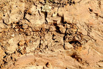 Brown tree trunk and wood texture background