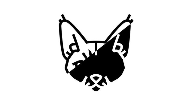 devon rex cat cute pet line icon animation