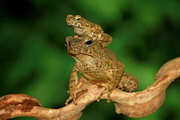 Giant river toad sitting on the branch