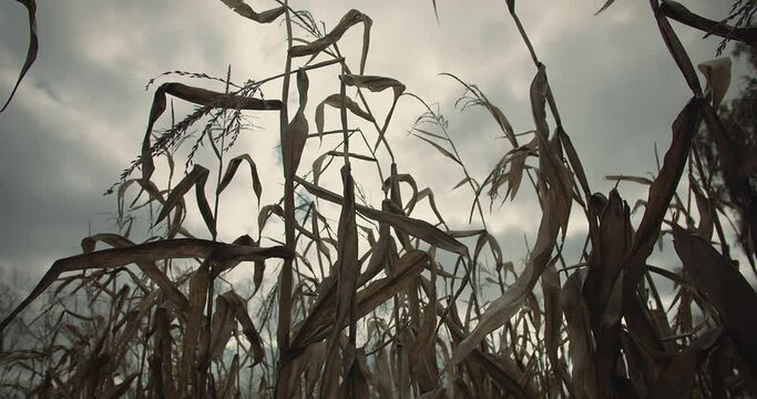 Diseased dry corn on the cob causes drought, damage to corn cultivation due to climate change