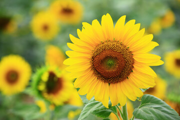 beautiful blooming colorful Sunflowers,close-up of yellow with brown Sunflowers blooming in the garden at a sunny day
