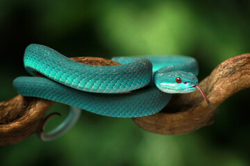 Trimeresurus insularis, Pit viper snake on the branch