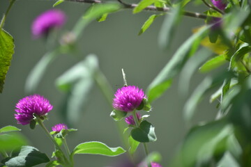 Butterfly and the velvet 
