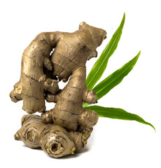 ginger rhizome with  green leaves isolated on white background.