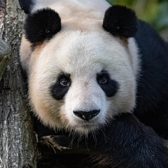 A giant panda lying, head-on portrait 

