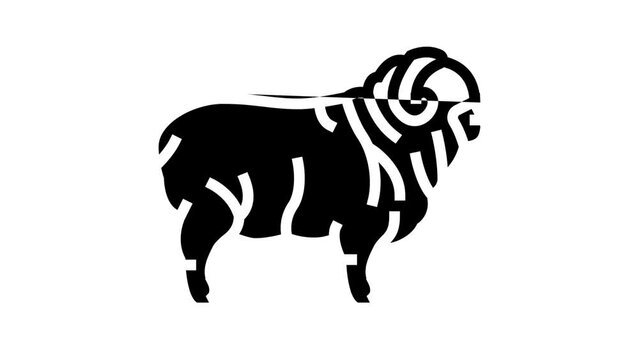 merino sheep line icon animation