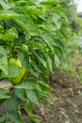 Green pepper plant with fruits