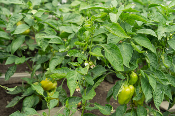 Green pepper plant with fruits