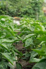 Green pepper plant with fruits