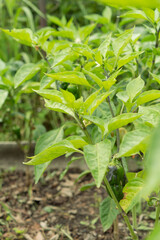 Green pepper plant with fruits