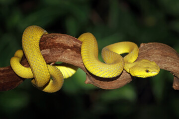 Trimeresurus insularis, Pit viper snake on the branch