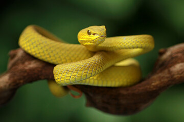 Trimeresurus insularis, Pit viper snake on the branch