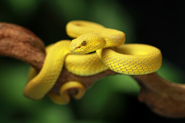 Trimeresurus insularis, Pit viper snake on the branch