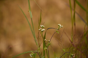 grass and flowers