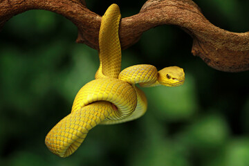 Trimeresurus insularis, Pit viper snake on the branch