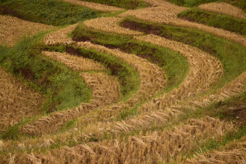 grass in the garden