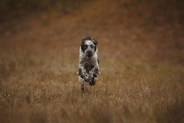 english springer spaniel runs in the field. dog outdoors in autumn