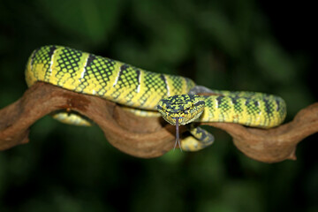 Tropidolaemus wagleri on the branch