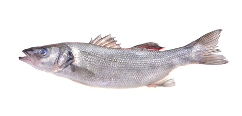 Sea bass fish on white background