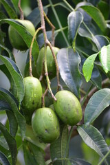 Spondias dulcis or Spondias cytherea, known commonly as ambarella in Sri Lanka or June plum or Kedondong in Indonesia, is a tropical tree, with edible fruit containing a fibrous pit.