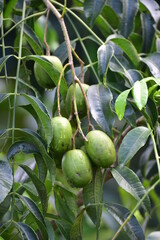 Spondias dulcis or Spondias cytherea, known commonly as ambarella in Sri Lanka or June plum or Kedondong in Indonesia, is a tropical tree, with edible fruit containing a fibrous pit.