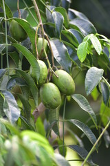 Spondias dulcis or Spondias cytherea, known commonly as ambarella in Sri Lanka or June plum or Kedondong in Indonesia, is a tropical tree, with edible fruit containing a fibrous pit.