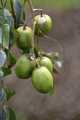 Spondias dulcis or Spondias cytherea, known commonly as ambarella in Sri Lanka or June plum or Kedondong in Indonesia, is a tropical tree, with edible fruit containing a fibrous pit.