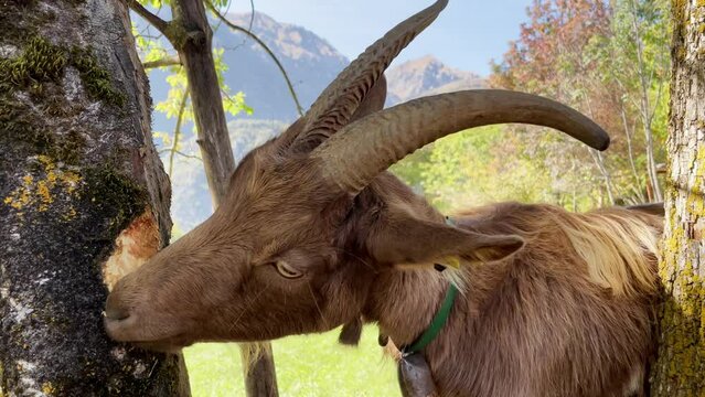 Close up shot of a brown goat gnawing the bork of a tree. Mountains in the background.