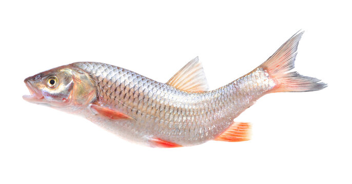 chub fish isolated on white