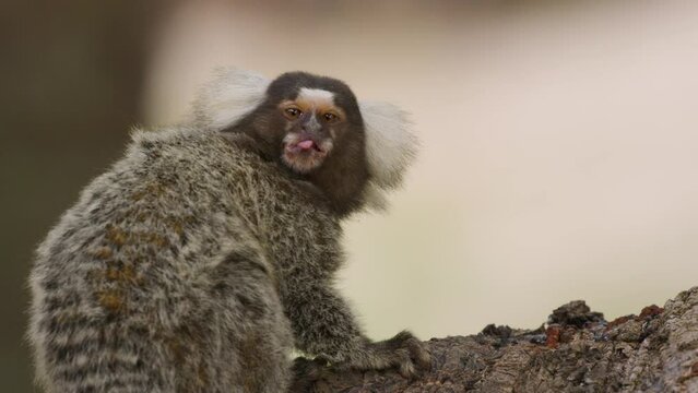 Close up of marmoset looking over its shoulder eating and chewing