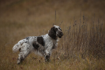 english springer spaniel portrait in the field. dog outdoors in autumn