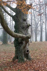 Fototapeta na wymiar huge tree trunk in a park
