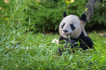 Obraz premium Young giant panda eating bamboo in the grass, portrait 