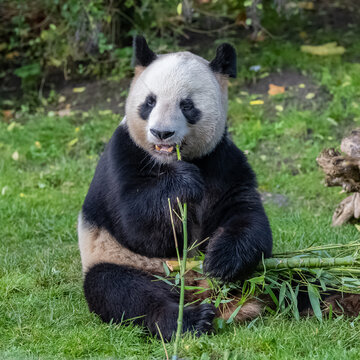 Young giant panda eating bamboo in the grass, portrait
