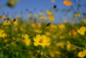 風景素材　爽やかな秋の陽光に映える秋桜