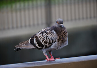 風景素材　可愛い鳩のポートレート