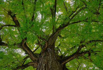 風景素材　鮮かな緑の葉っぱの銀杏の巨木