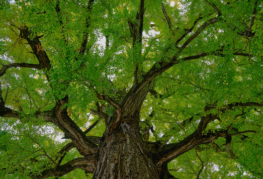 風景素材 鮮かな緑の葉っぱの銀杏の巨木 © 8maru