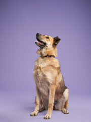 portrait of a beautiful dog lilac background. red Mix of breeds. Happy Pet in the studio