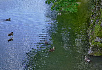 風景素材　彦根城の堀で優雅に泳ぐ鴨の群れ