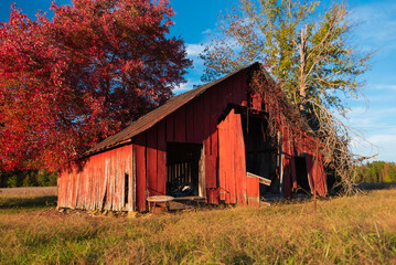 Old abandoned red barn in autumn o blue sky 